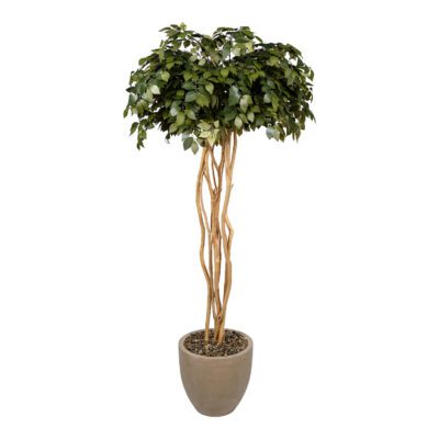 Sakaki & Dragonwood in Grove Planter - 326502