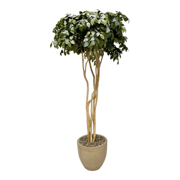 Sakaki & Dragonwood in Grove Planter - 326502