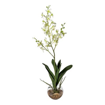 White Dendrobium Orchids in Glass Bowl - 7267001