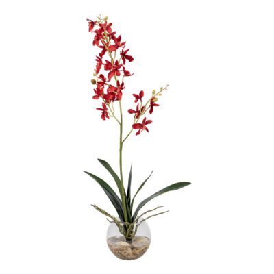 Red Dendrobium Orchids in Glass Bowl - 7267003