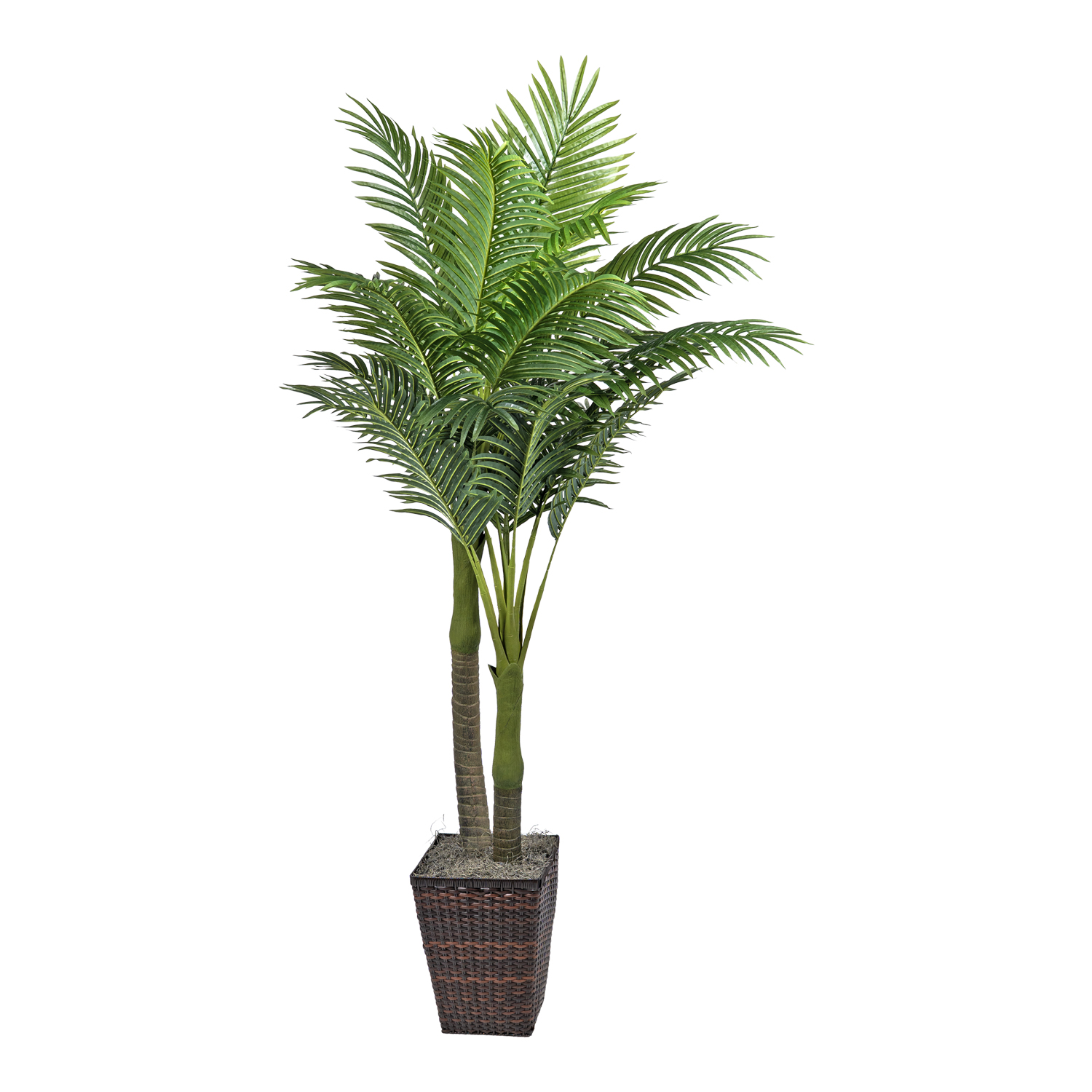 Royal Palm in Square Basket - 7267005