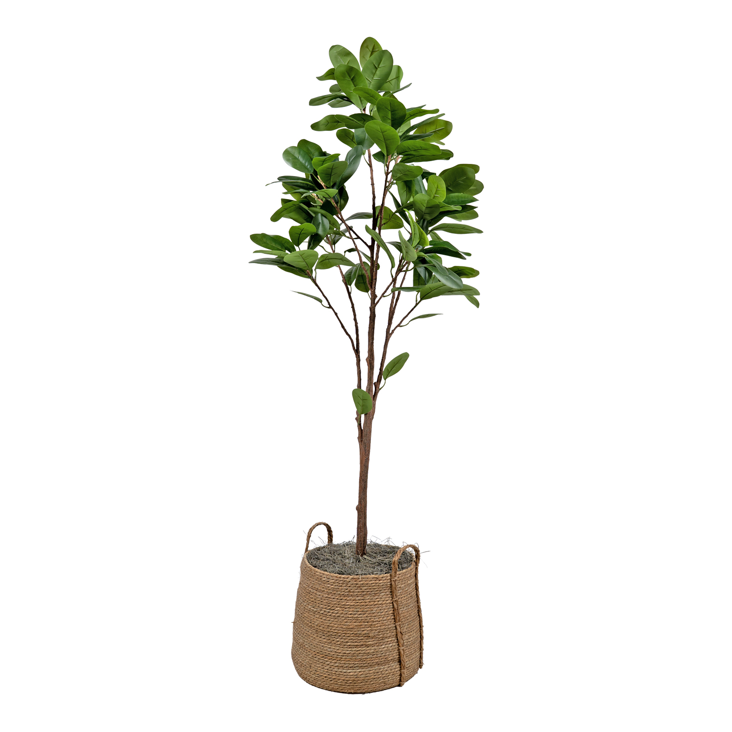 Audrey Ficus in Wyatt Basket - 7267006
