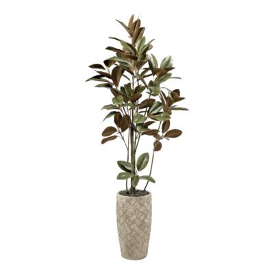 Magnolia Tree in Plait Planter - 7267007