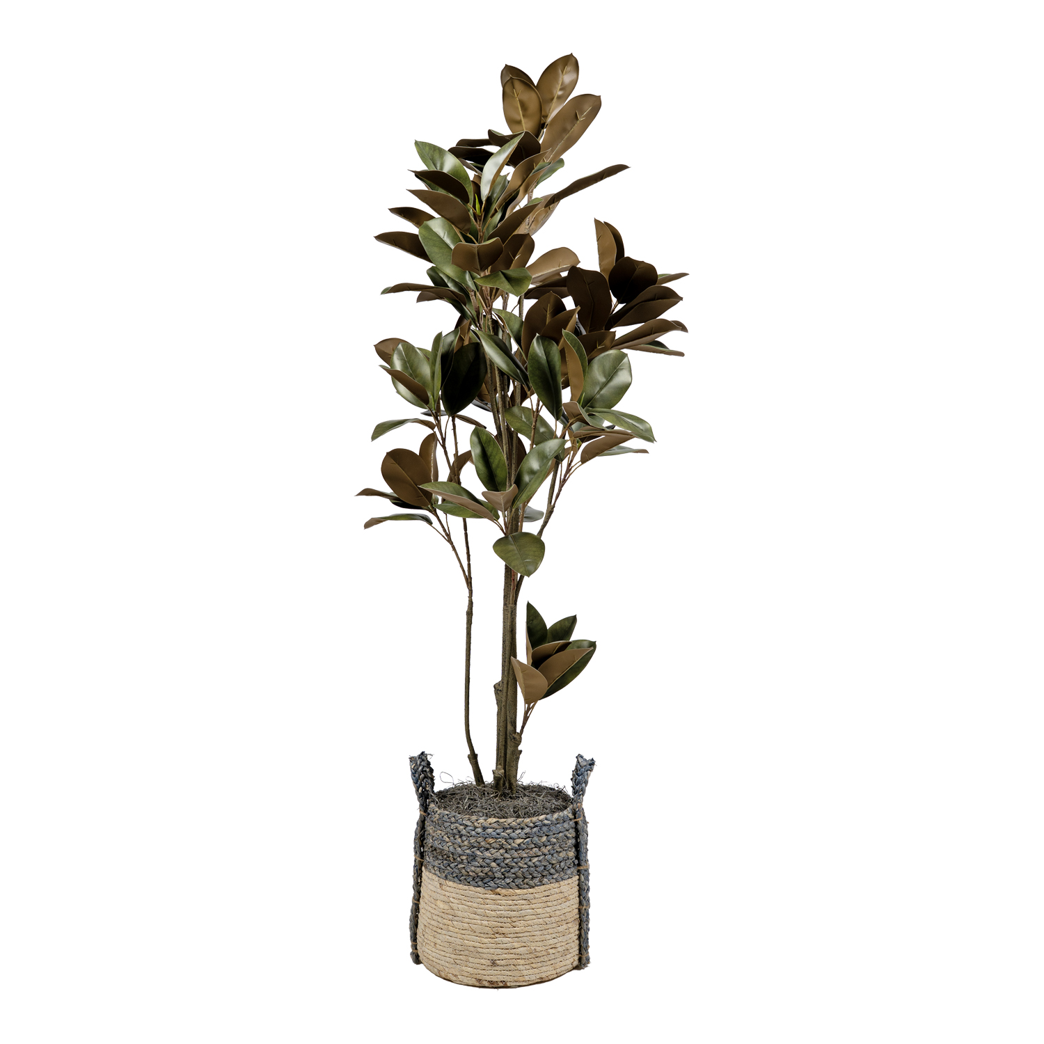 Magnolia Tree in Blue/Tan Basket with Handles - 7267008
