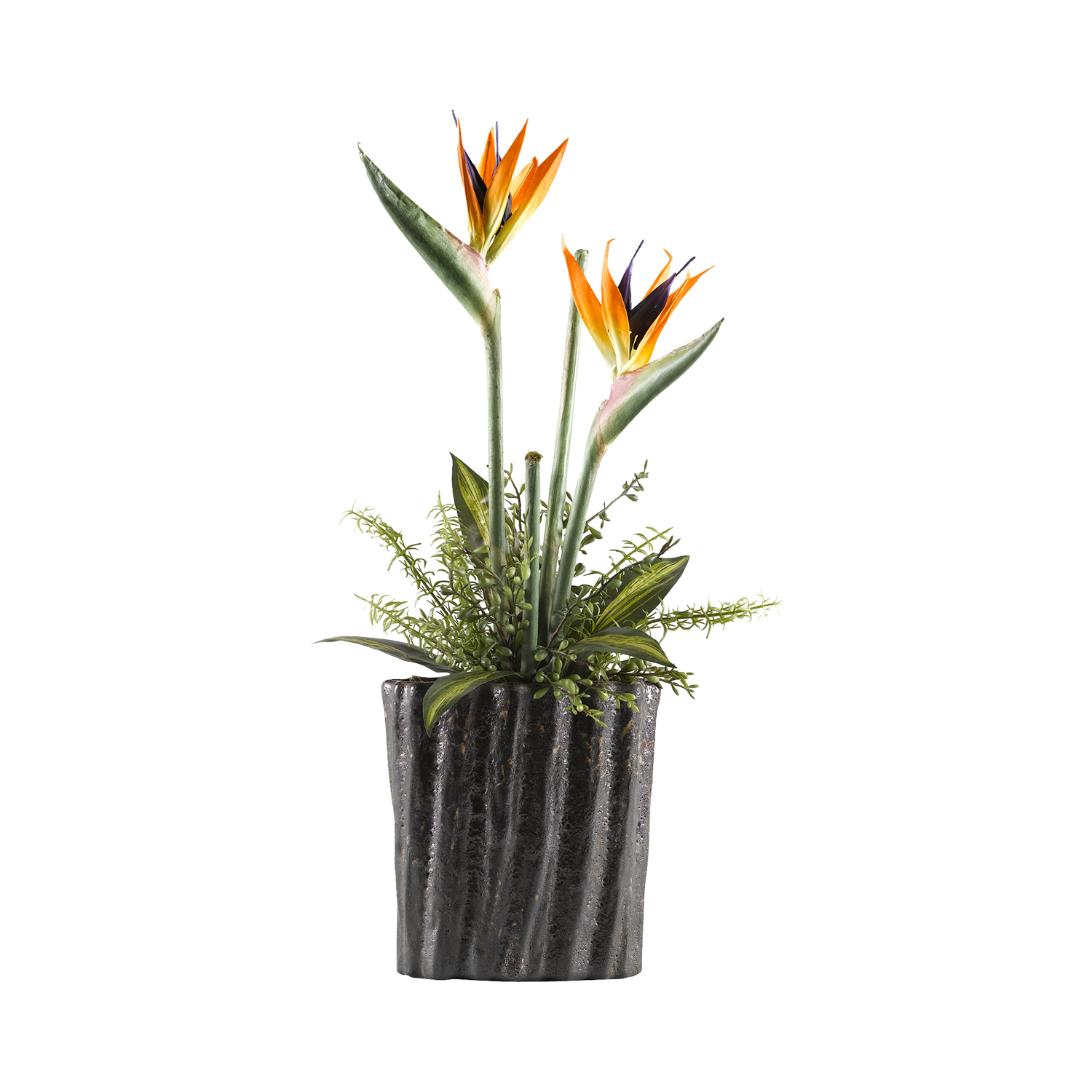 Bird of Paradise in Ripple Planter