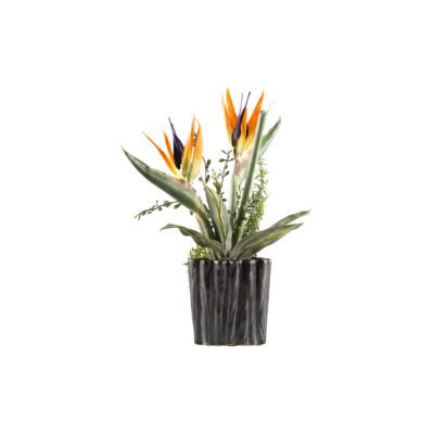 Bird of Paradise in Ripple Planter - Small - 174023