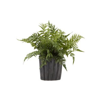 Leather Leaf Fern in Ripple Planter - Small - 187011