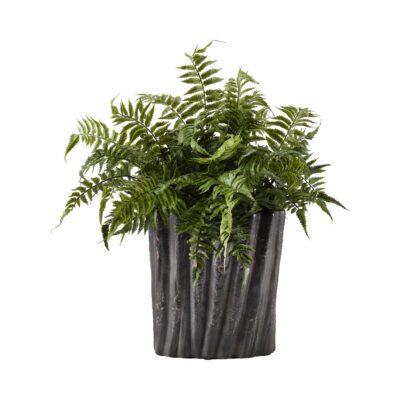 Leather Leaf Fern in Ripple Planter