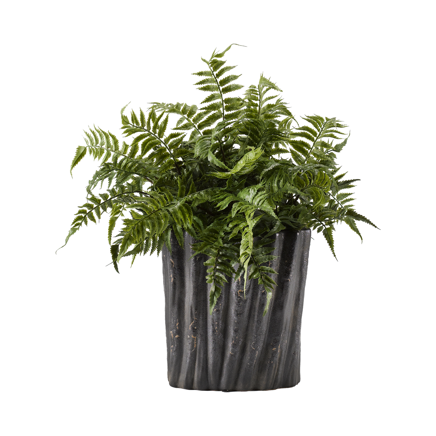 Leather Leaf Fern in Ripple Planter