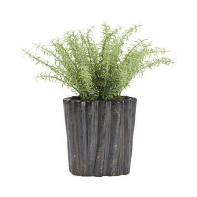 Frosted Sprengeri in Ripple Planter
