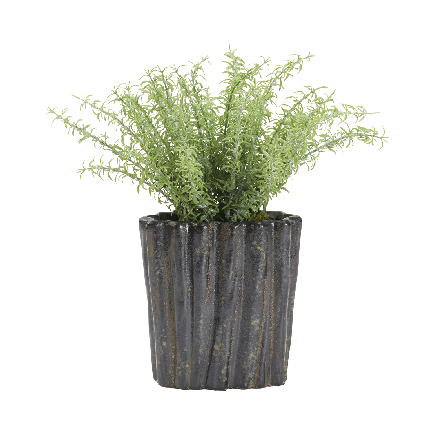 Frosted Sprengeri in Ripple Planter