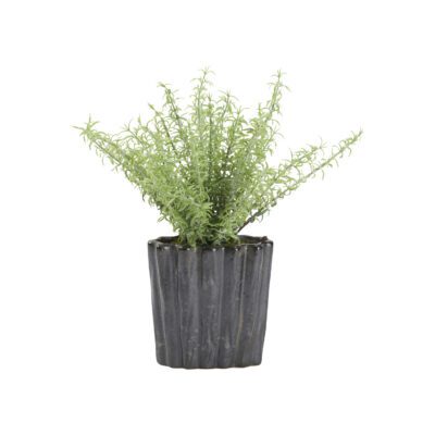 Frosted Sprengeri in Ripple Planter - Small - 212172