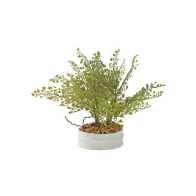 Iron Fan Fern in Dollop Planter - Small - 229019