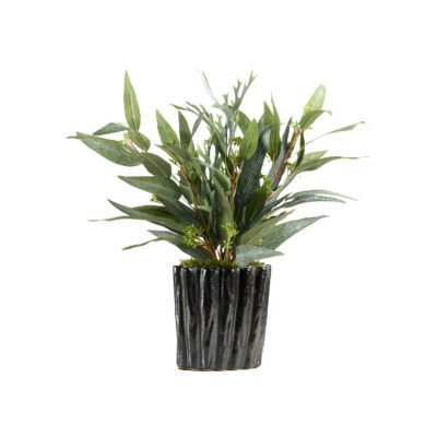 Staghorn Fern & Eucalyptus in Ripple Planter - Small - 239037