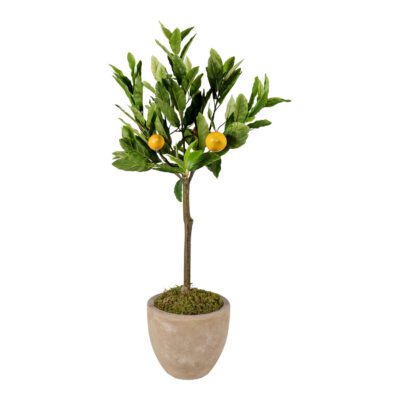 Lemon Tree in Grove Planter 3' - 323808