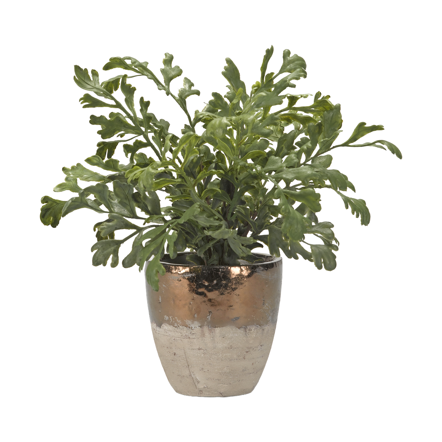 Hare’s Foot Fern in Plateau Vase Rustic Ceramic Planter – 184011