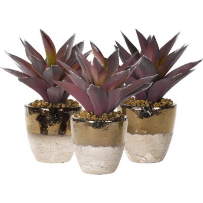 Lavender Aloe Plant in Plateau Vase - Set of 3 - 184042