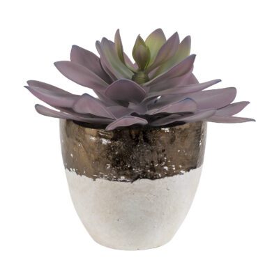 Echeveria in Plateau Vase - 189076