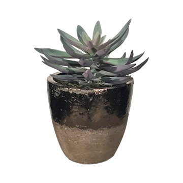 Frosted Green/Plum Echeveria in Plateau Vase - 189510