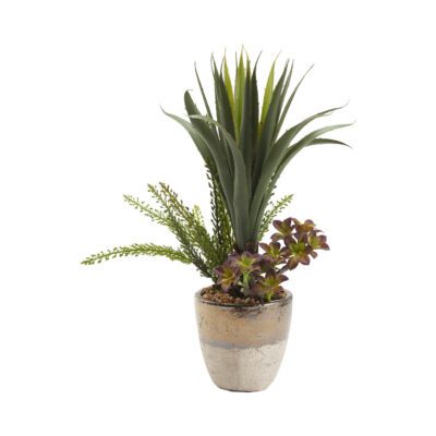 Agave Plant with Heather Fern in Plateau Vase - 212026