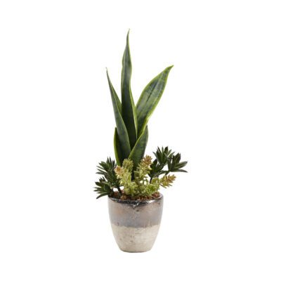 Sansevieria & Assorted Succulents in Plateau Vase - 212028