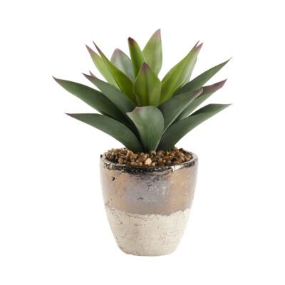 Large Aloe Plant in Plateau Vase - 212029
