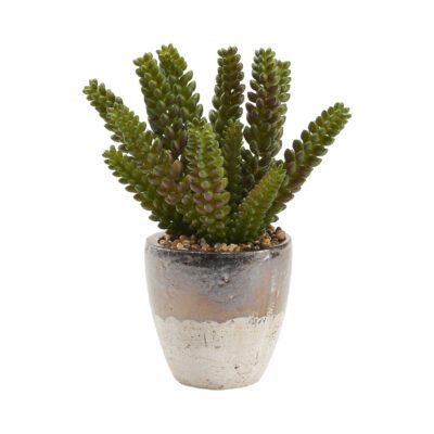 Donkey Tail in Plateau Vase - 212030