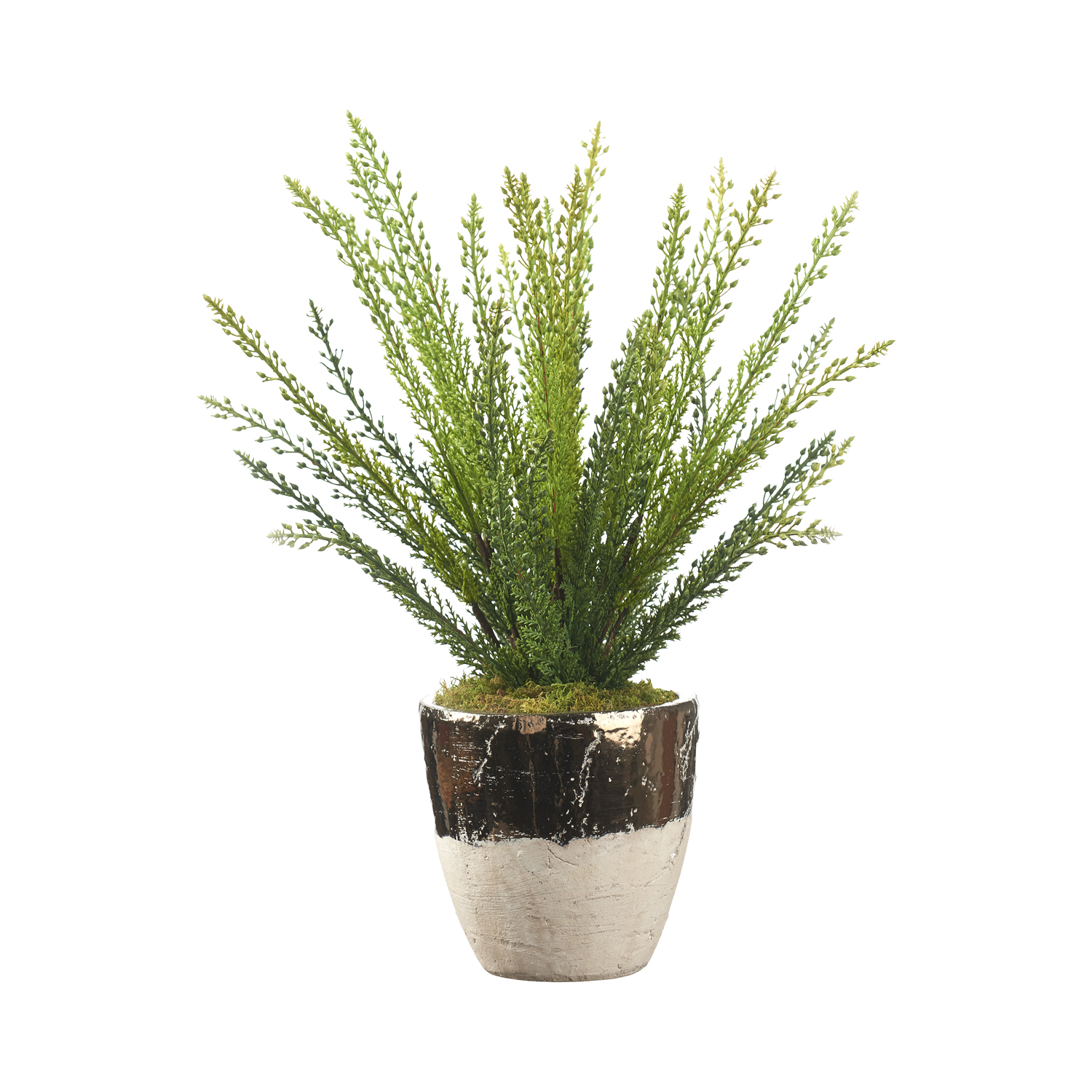 Heather Fern in Plateau Vase - 212285