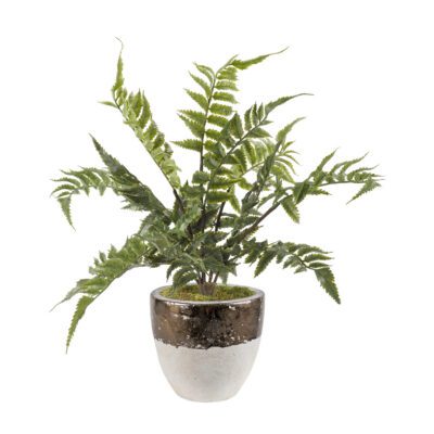 Leather Fern in Plateau Vase - 212286
