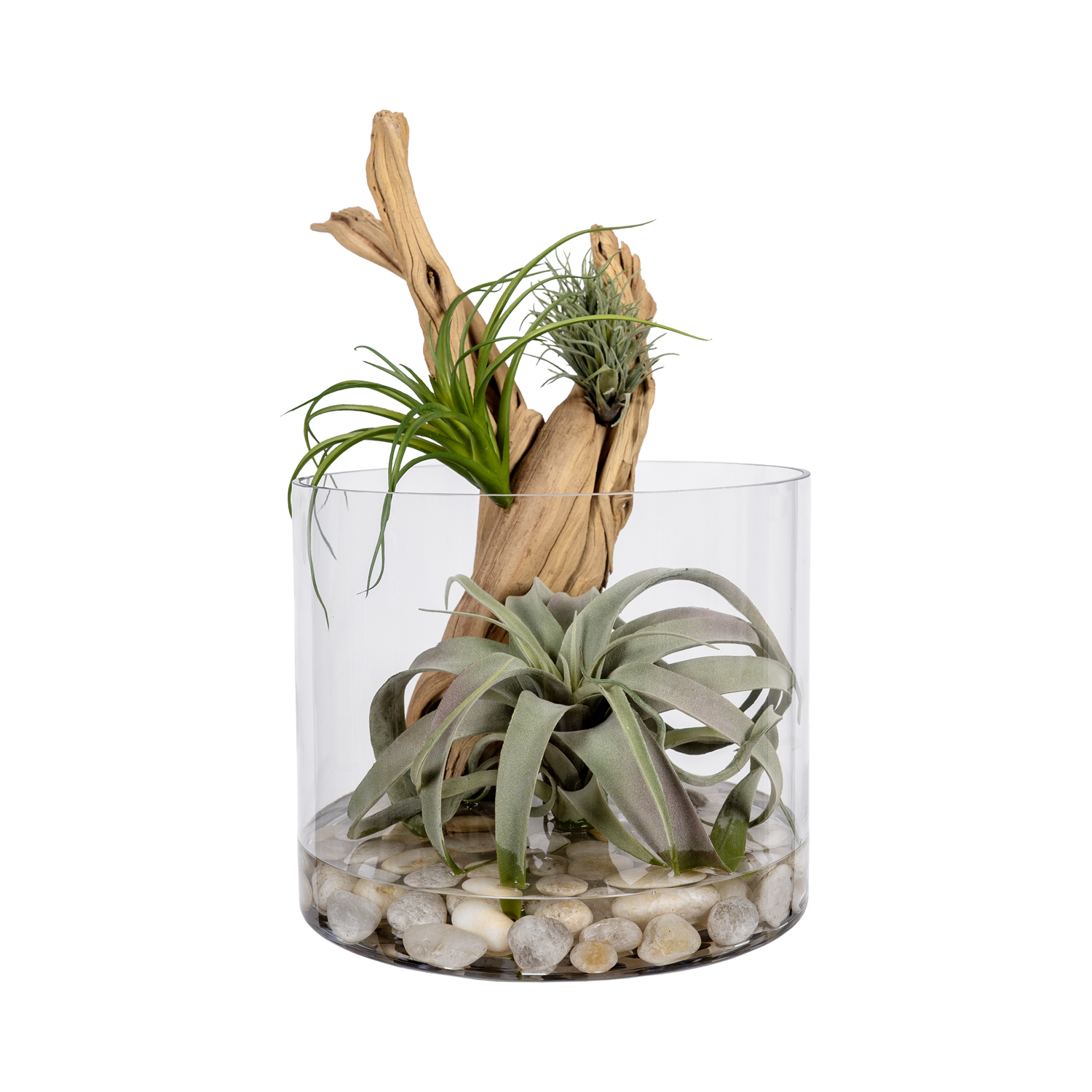 Ghostwood & Assorted Succulents in Glass Cylinder Vase - 269001