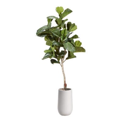 Fiddle Leaf Fig in Quinn 6.5' - 325916