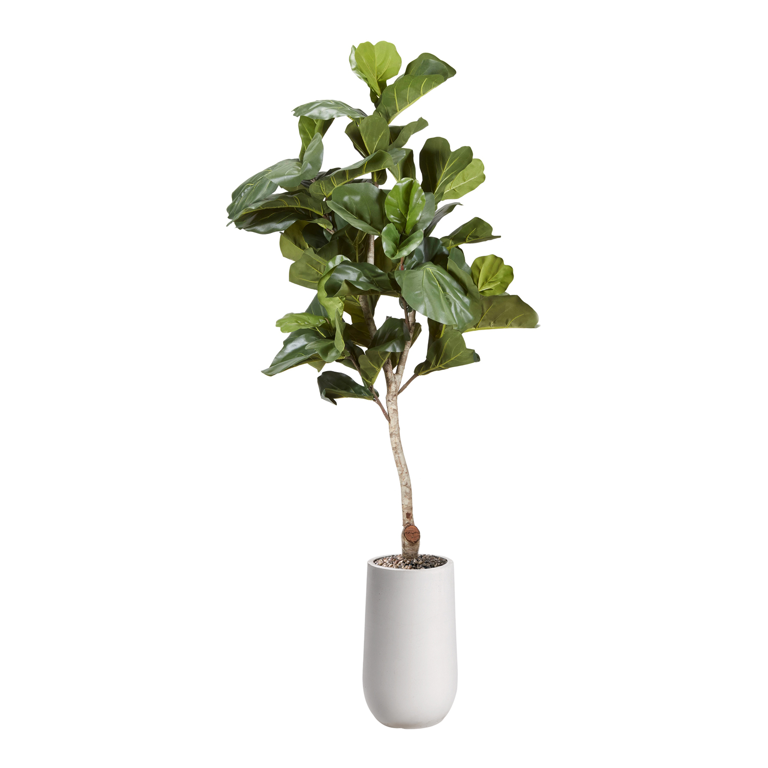 Fiddle Leaf Fig in Quinn 6.5' - 325916