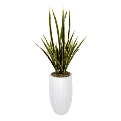 Sansevieria in Small White Nell Planter - 326900
