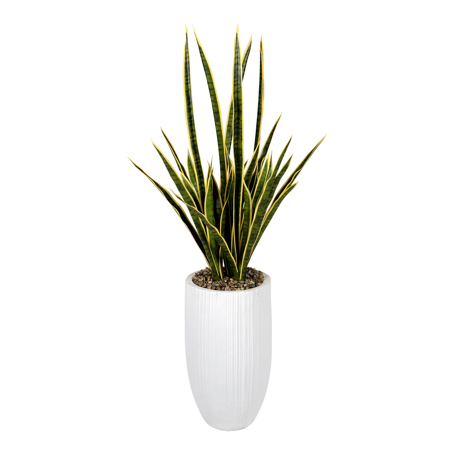Sansevieria in Small White Nell Planter 5' - 326900