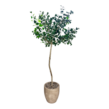 Ficus in Grove Planter - 1069-3150