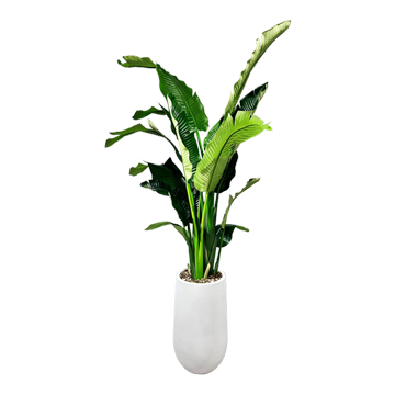 Bird of Paradise Palm in Medium Quinn Planter - 1070-2533