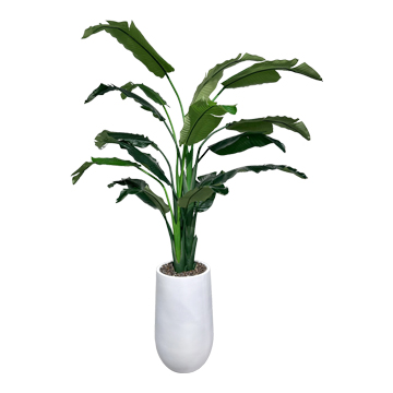 Bird of Paradise Palm in Large White Quinn Planter - 1071-2534