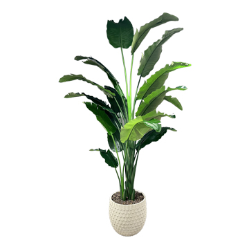 Bird of Paradise Palm in Large Veranda Planter - 1072-3101