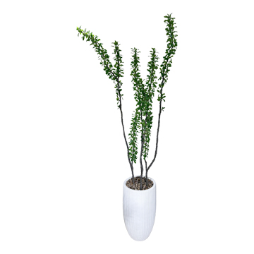 Ocotillo Tree in Small White Nell Planter -  1073-3112
