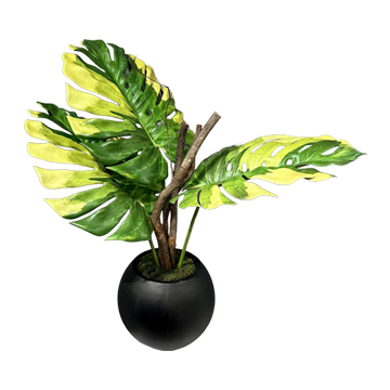 Monstera Leaf and Dragonwood in Black Porter Planter - 269026