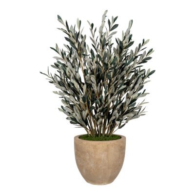 Olive without Fruit in Grove Planter - 269036