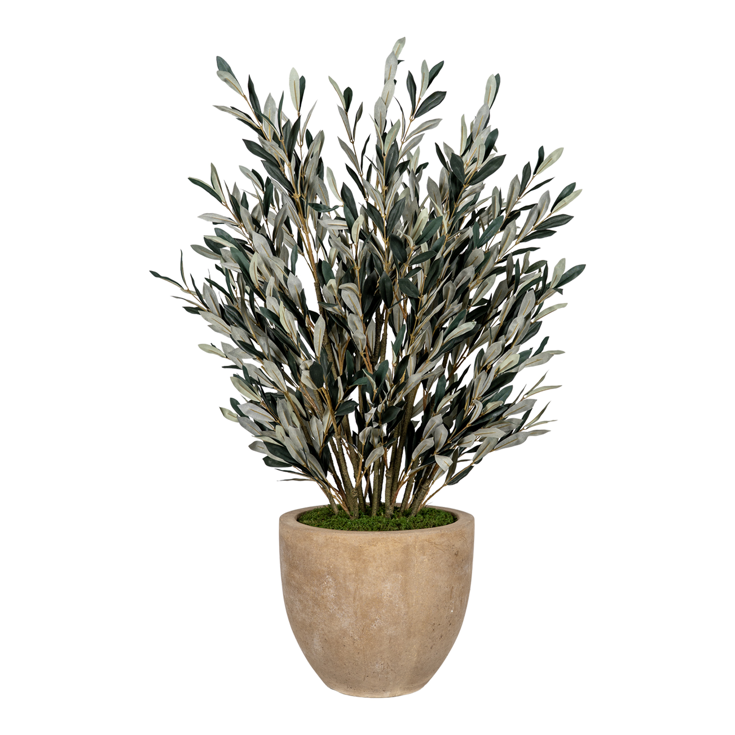 Olive without Fruit in Grove Planter - 269036
