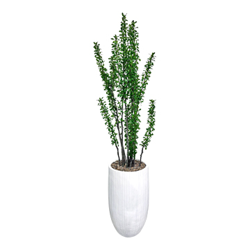 Ocotillo Tree in White Nell Planter - 326902