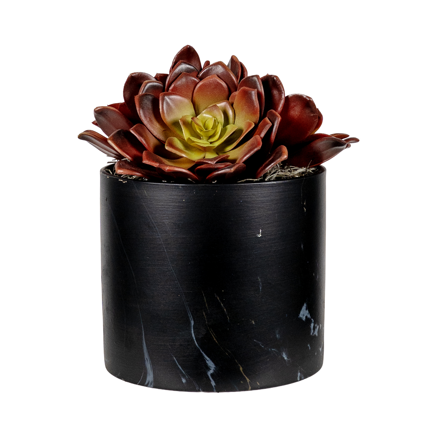 Hen & Chick in Black Round Marble Planter - 7269007
