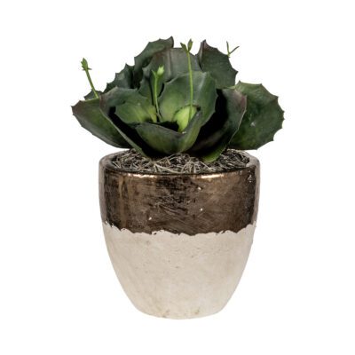 Wild Succulent in Round Gold/White Ceramic Planter - 7269009