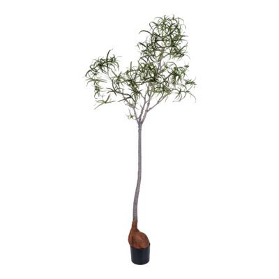 Queensland Bottle Tree - TL1067