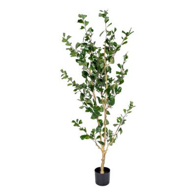 Ficus Triangularis Tree - TL1068