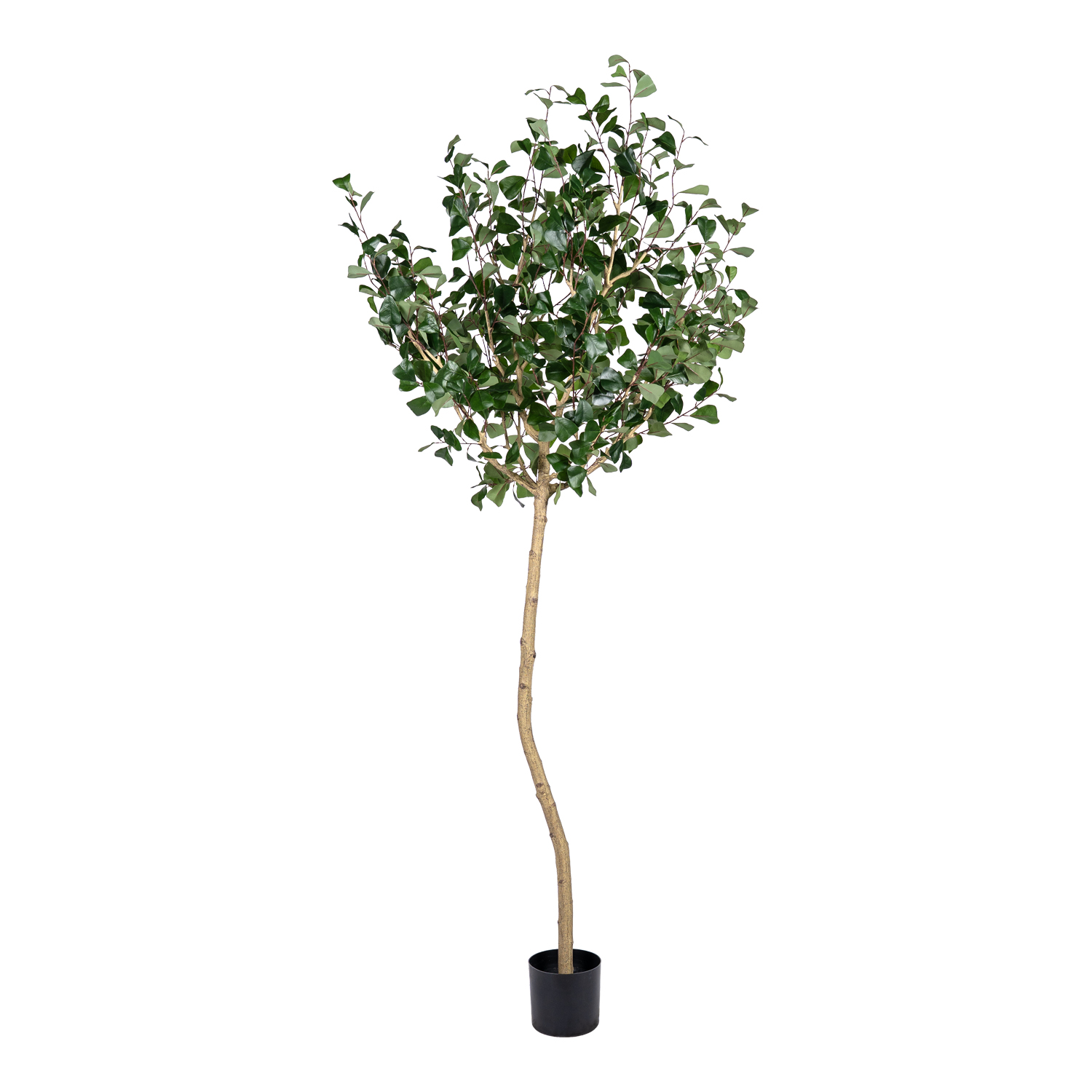 Ficus Triangularis Tree - TL1069