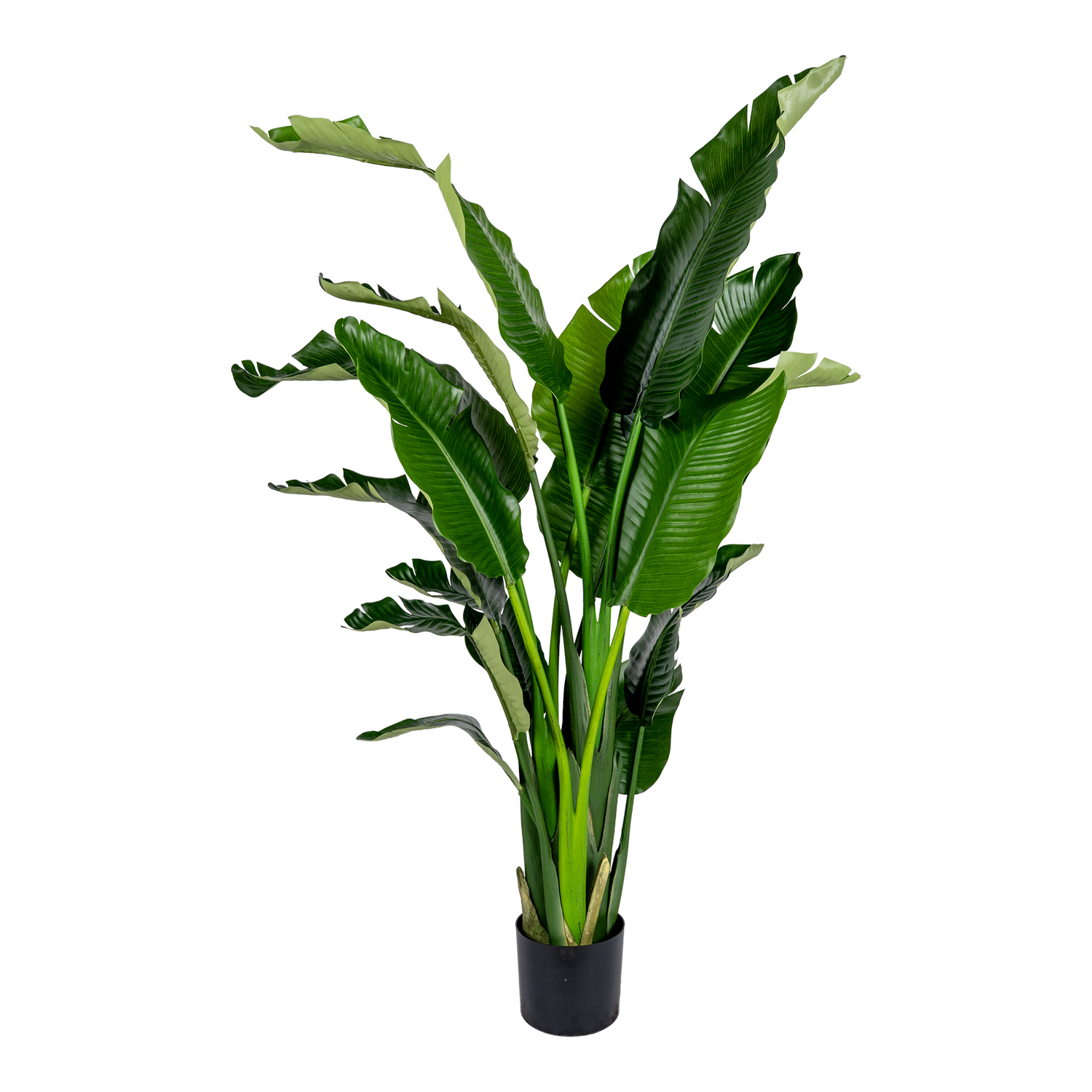 Bird of Paradise Tree - TL1070