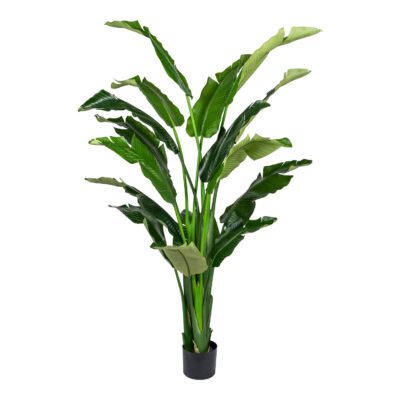 Bird of Paradise Tree - TL1071